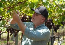 Producción agropecuaria dominicana alcanzó en 2025 sus mayores niveles históricos.